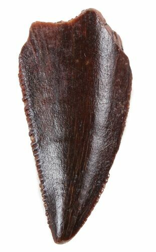 Dark Red, Raptor Tooth - Morocco #57796